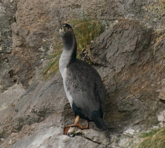 Phalacrocorax punctatus oliveri