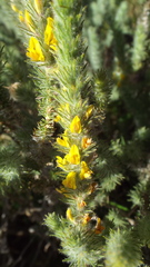 Aspalathus muraltioides