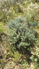 Aspalathus muraltioides