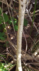 Aspalathus muraltioides