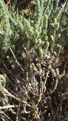 Aspalathus muraltioides