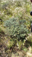 Aspalathus muraltioides