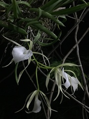 Brassavola nodosa