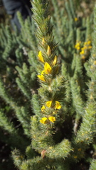 Aspalathus muraltioides