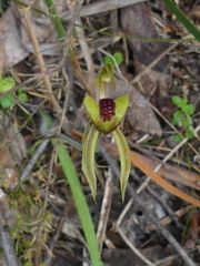 Caladenia tessellata