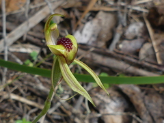 Caladenia tessellata