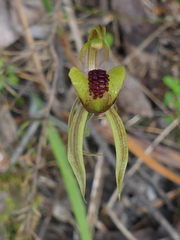 Caladenia tessellata