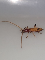 Stizocera consobrina