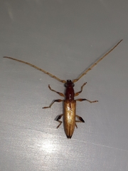 Stizocera consobrina