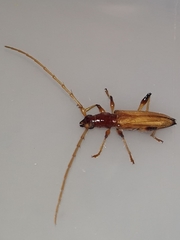 Stizocera consobrina
