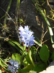 Bellevalia hyacinthoides