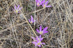 Colchicum montanum