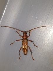 Eburodacrys havanensis