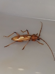 Eburodacrys havanensis