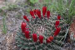 Mammillaria uncinata