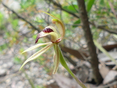 Caladenia tessellata