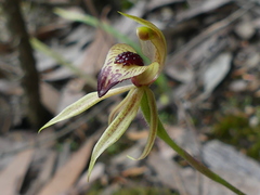 Caladenia tessellata