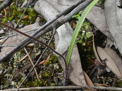 Caladenia tessellata