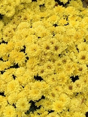 Chrysanthemum