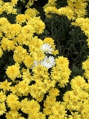 Chrysanthemum