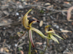 Caladenia tessellata