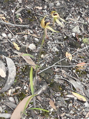 Caladenia tessellata