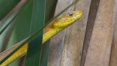 Pantherophis alleghaniensis