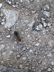 Myrmecocystus melliger