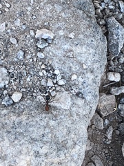 Myrmecocystus melliger