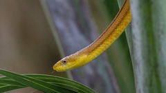 Pantherophis alleghaniensis