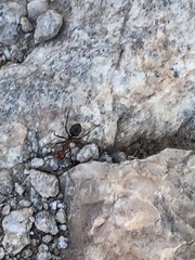 Myrmecocystus melliger