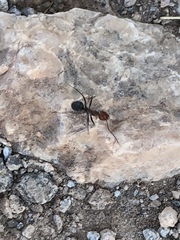 Myrmecocystus melliger