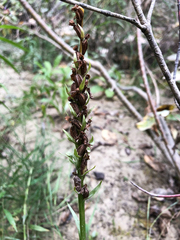 Platanthera huronensis