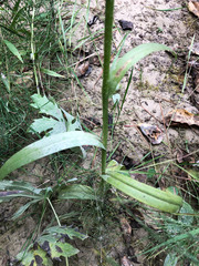 Platanthera huronensis