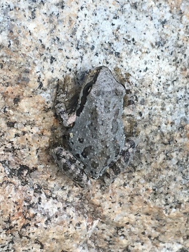 iNaturalist observation photo of Pacific chorus frog