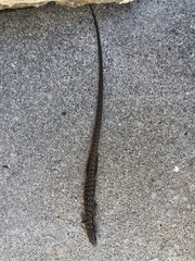 Elgaria multicarinata