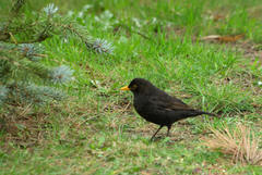 Turdus merula
