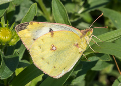 Colias