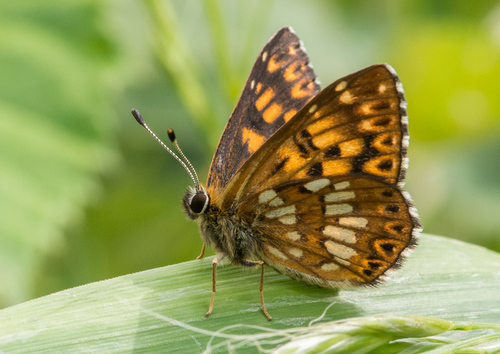 Duke of Burgundy