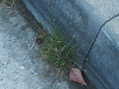 Fimbristylis polytrichoides