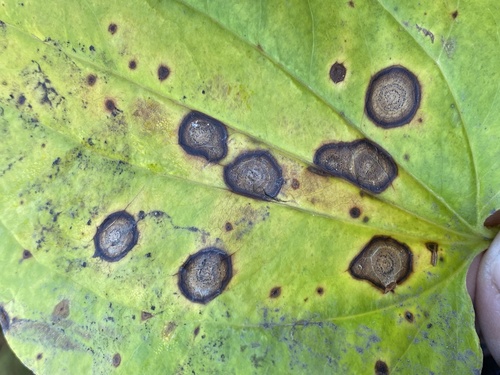 Representative image of Neocercosporidium smilacis