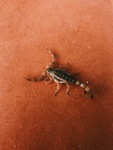 Sinaloan bark scorpion (Centruroides elegans)