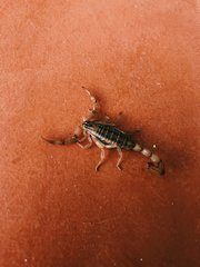 Centruroides elegans