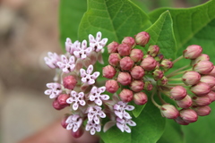 Asclepias otarioides
