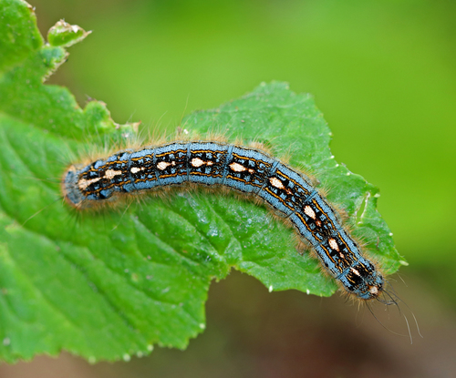 Forest tent caterpillar moth