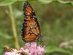 Danaus eresimus montezuma