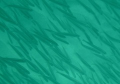 Sardinops sagax
