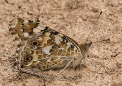Vanessa cardui
