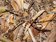 Eusparassus walckenaeri