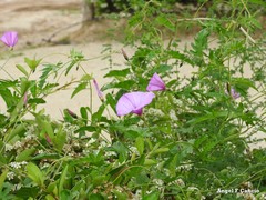 Convolvulus althaeoides althaeoides
